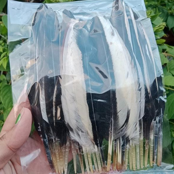 สีสา สีโย [ใช้โค๊ดส่วนลดได้-ส่งฟรี ] ปีกไก่ชนสวยๆ   1 ชุด=12+12 เส้น