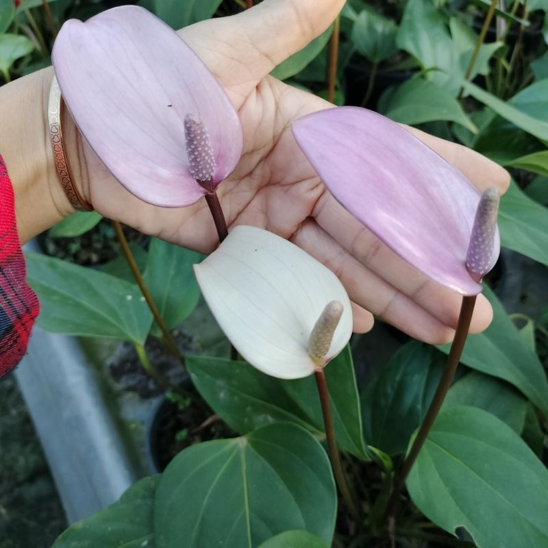 หน้าวัวดอกสีม่วง (กระถาง6นิ้ว) เลือกต้นที่มีดอกแล้ว เลี้ยงง่ายชอบร่มรำไร ราคาถูก Shopee Lazada