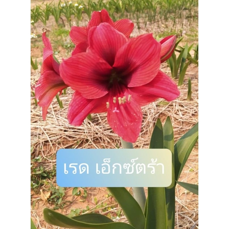 ว่านสี่ทิศ พันธุ์ เรดเอ็กซ์ตร้าหัวใหญ่ (red extra)หัวละ59บาท
