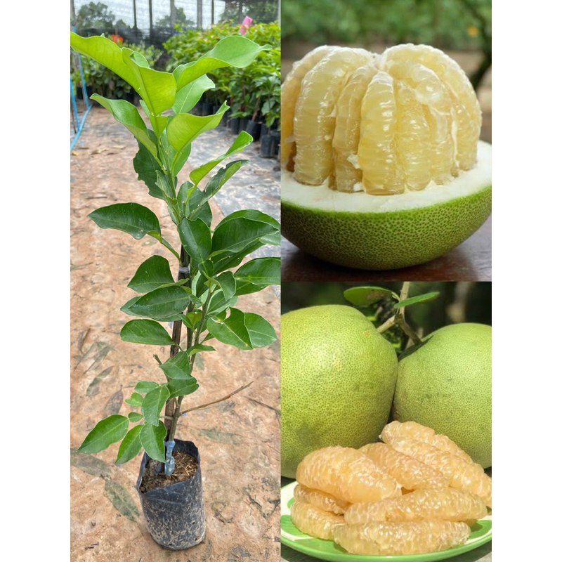 ต้นส้มโอพันธุ์ส้มโอขาวน้ำผึ้ง/สายน้ำผึ้ง ทาบกิ่งสูง70-80ซม. พร้อมส่ง