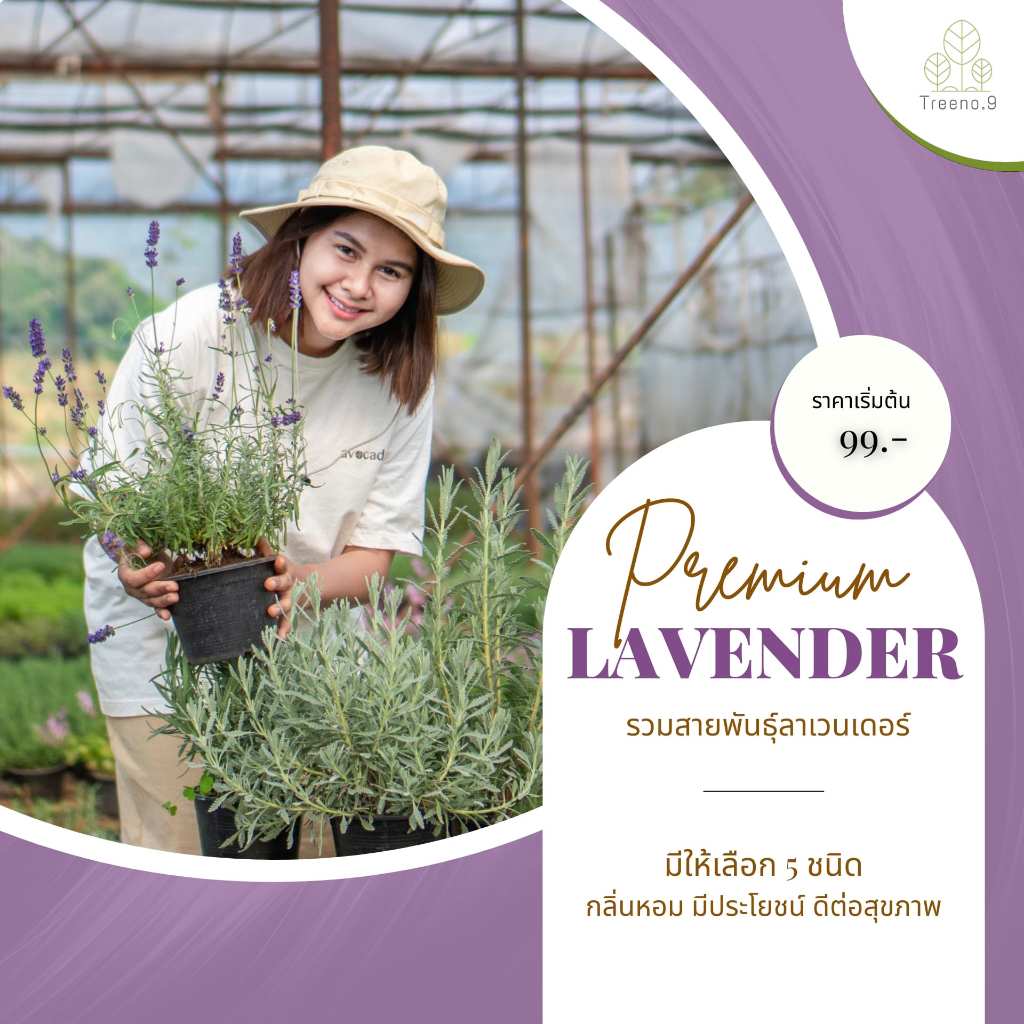 Treeno.9 รวมลาเวนเดอร์ (Lavender) มีหลายสายพันธุ์ /กระถาง 6 นิ้ว / สูง 20-40 ซม.