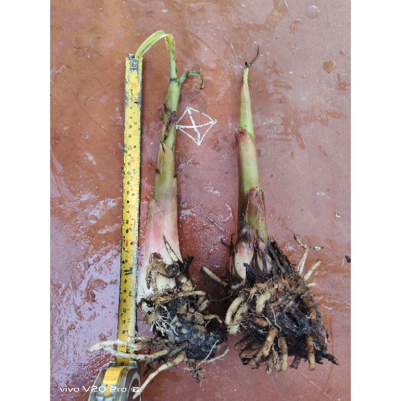 หน่อพันธุ์กล้วยงาช้างPlantain(แบบชุดละ2หน่อ)