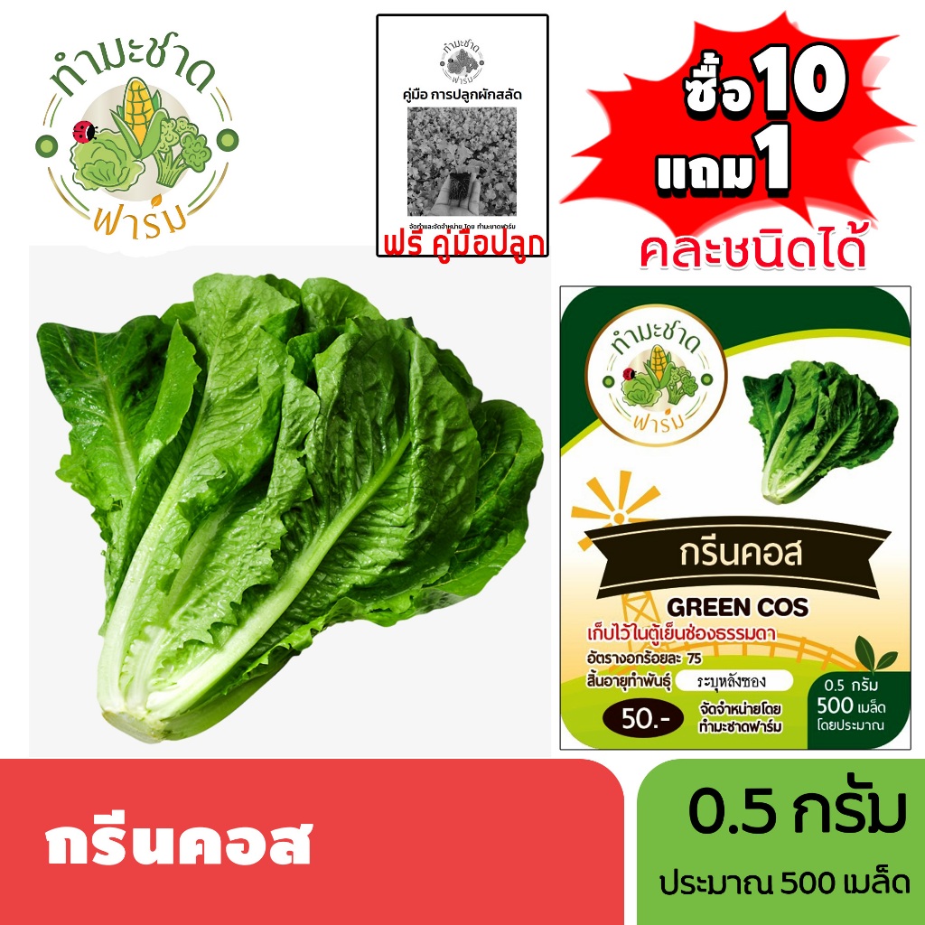 ทำมะชาดฟาร์ม (ซื้อ10แถม1) เมล็ดพันธุ์ กรีนคอส ขนาด0.5กรัม ประมาณ500เมล็ด GREEN COS ROMAINE LETTUCE ผักคอส ผักสลัด เมล็ด