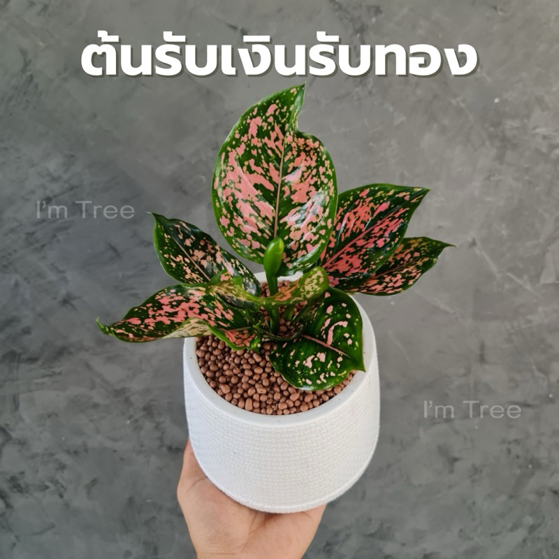 ต้นรับเงินรับทอง พร้อมกระถางสีขาว5” แถมหินโรยกระถางฟรี