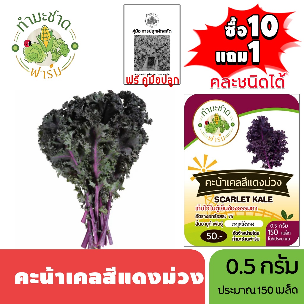 ทำมะชาดฟาร์ม (ซื้อ10แถม1) เมล็ดพันธุ์ คะน้าเคลสีแดงม่วง ขนาด0.5กรัม ประมาณ150เมล็ด SCARLET KALE เคล ผักสลัด เมล็ดพันธุ์