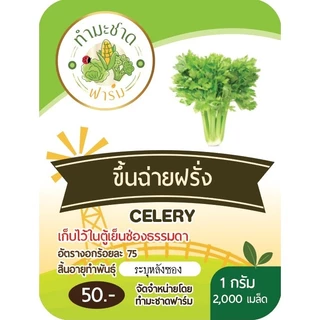 [10แถม1] เมล็ดพันธุ์ เซเลอรี่ Celery ขนาดบรรจุประมาณ 2,000 เมล็ด ขึ้นฉ่ายฝรั่ง คื่นฉ่ายฝรั่ง ขึ้นช่าย คึ่นช่าย คื่นฉ่าย