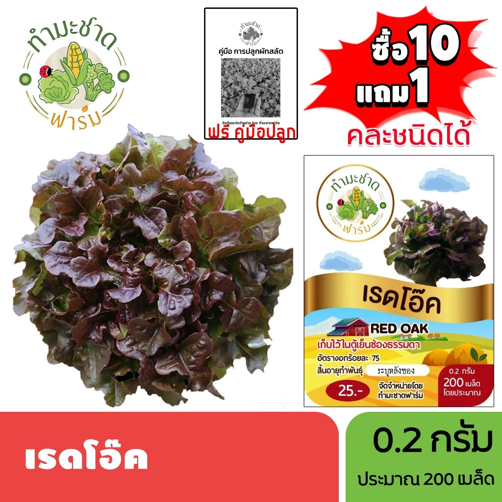 ทำมะชาดฟาร์ม (ซื้อ10แถม1) เมล็ดพันธุ์ เรดโอ๊ค ขนาด0.2กรัม ประมาณ200เมล็ด RED OAK ผักสลัด เมล็ดพันธุ์พืช เมล็ดผัก ปลูกผัก