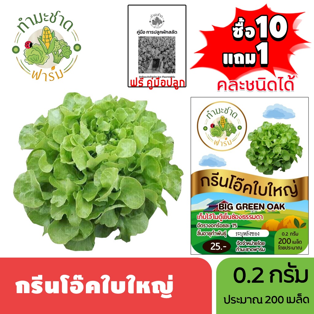ทำมะชาดฟาร์ม (ซื้อ10แถม1) เมล็ดพันธุ์ กรีนโอ๊คใบใหญ่ ขนาด0.2กรัม ประมาณ200เมล็ด BIG GREEN OAK บิ๊กกรีนโอ๊ค ผักสลัด เมล็ด