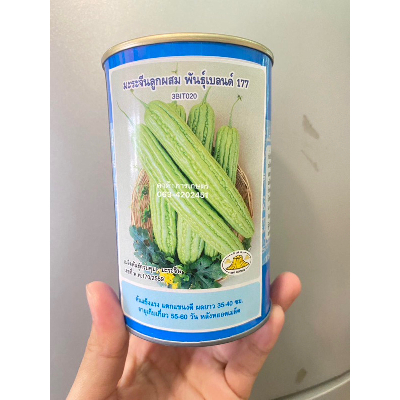 ของแท้100% เมล็ดพันธ์ุ มะระจีน เบลนด์177 177 งอบทอง