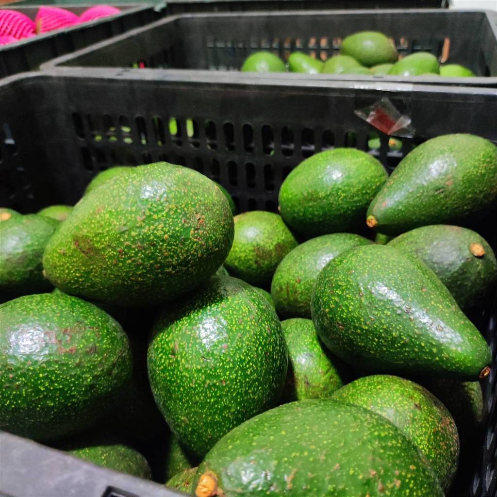 อโวคาโด ขายส่ง  10 kg  พันธ์ุ 034 พื้นเมือง บัคคาเนีย บูส7
