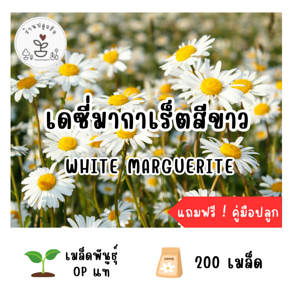 LXG : เมล็ดพันธุ์ ดอกเดซี่มากาเร็ตสีขาว (White Marguerite) 200 เมล็ด เดซี่ขาว เมล็ดแท้ อัตราการงอกสูง