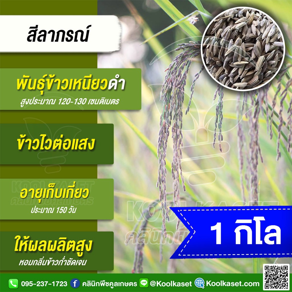 พันธุ์​ข้าว ทดลองปลูก ข้าวเหนียวดำ สีลาภรณ์ นาปี ไวแสง สีม่วงดำเข้ม กลิ่นหอม อายุ 175 วัน บรรจุ 1 กก. พร้อมปลูก คูลเกษตร