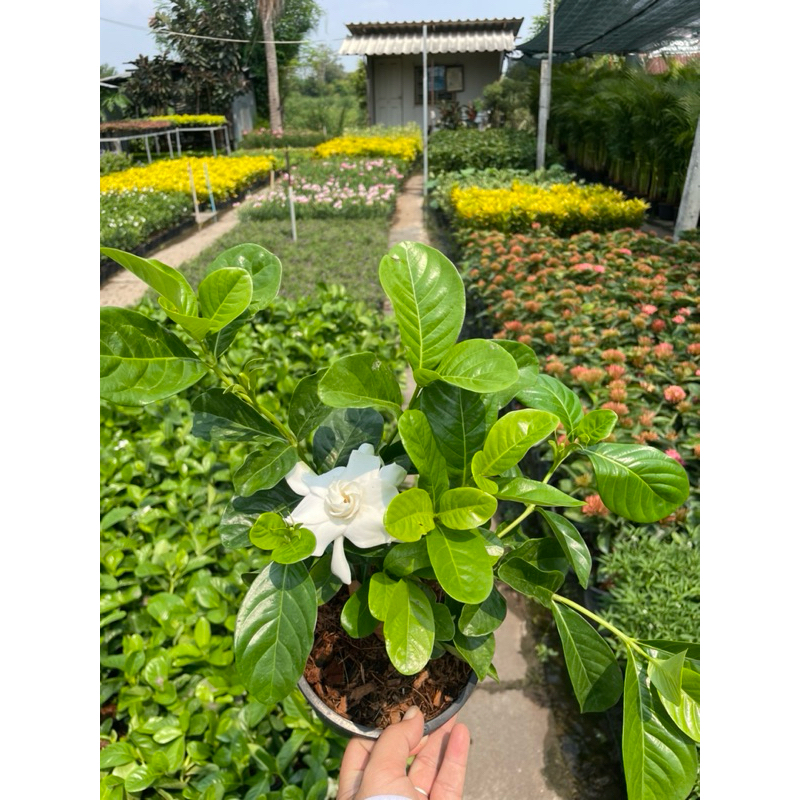 ต้นพุดซ้อน ต้นพุด ดอกสีขาว กลิ่นหอม เลี้ยงง่าย ไม้แดด กระถาง5-6นิ้ว ราคา ถูกที่สุด ดีลบีเคเค แกลเลอรีภาพที่ 3