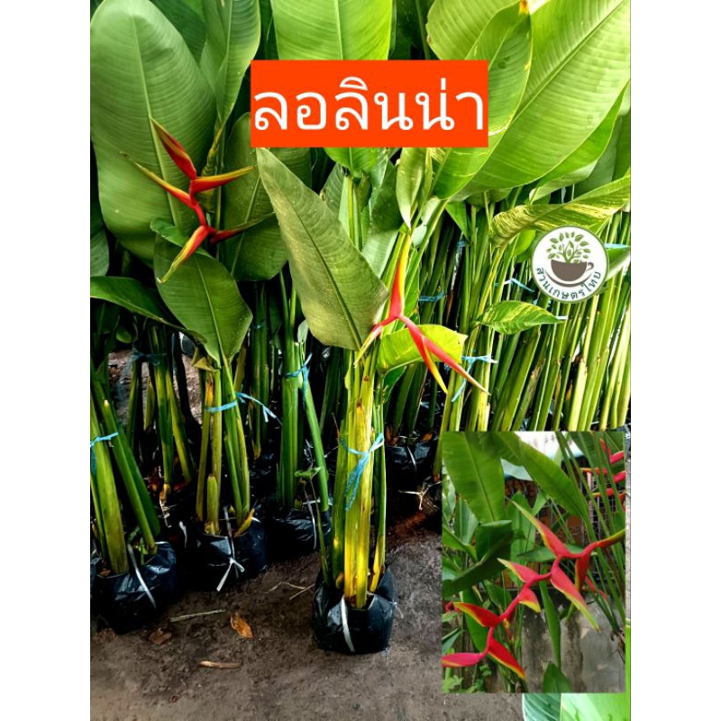รอลินน่า/รอลีน่า หรือ รอลินเลียน่า อยู่ในตระกูลเฮลิโคเนีย ตัดใบส่ง สูง 1 เมตร