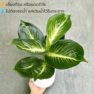 ต้นบารมีเศรษฐี พร้อมกระถางสีขาว5” แถมหินโรยกระถางฟรี