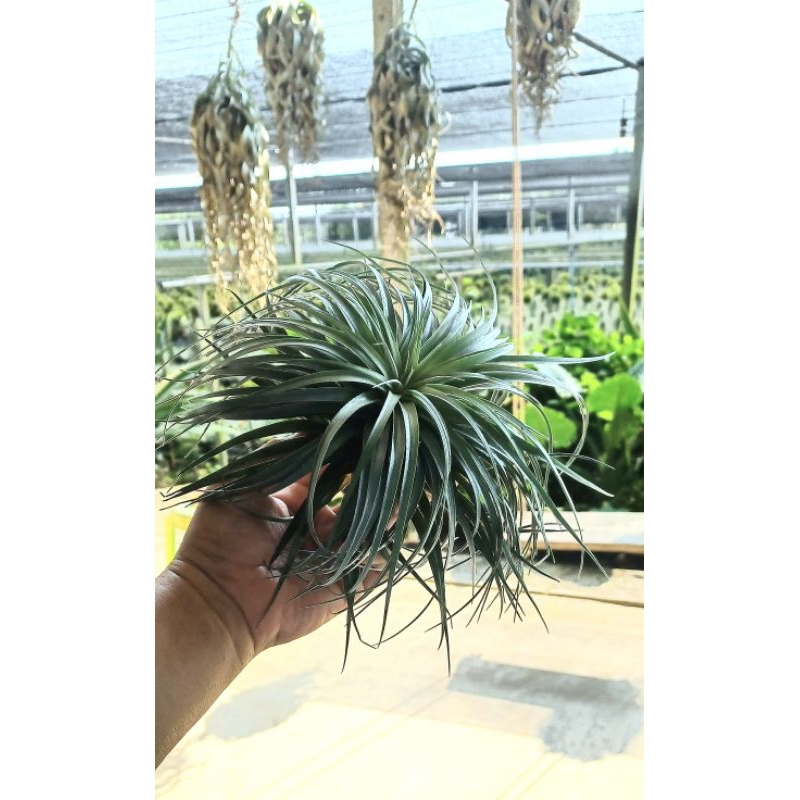 Tillandsia houston airplants