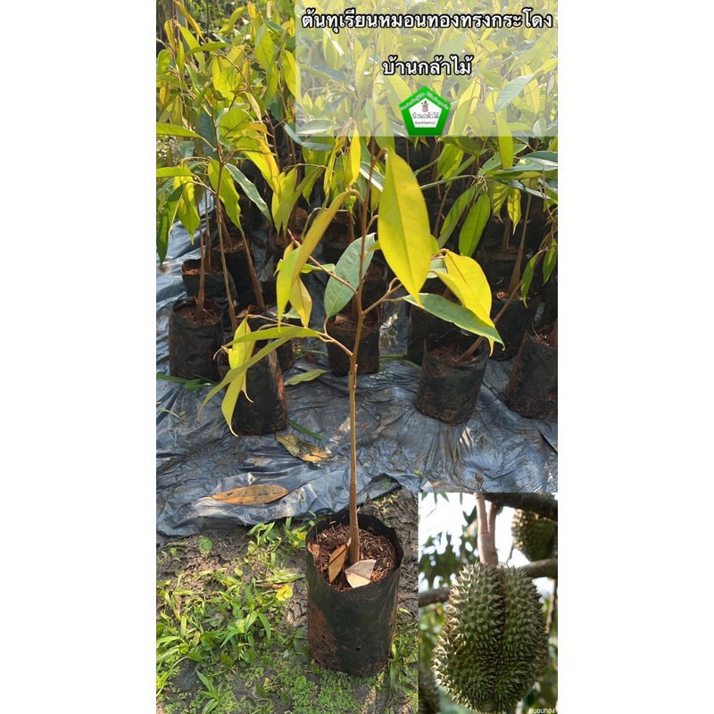 ต้นทุเรียนหมอนทองทรงกระโดง เสียบยอด 🎉ต้นแข็งแรง 🌿 สินค้าเสียหาย แจ้งทางร้านได้เลยจ้า