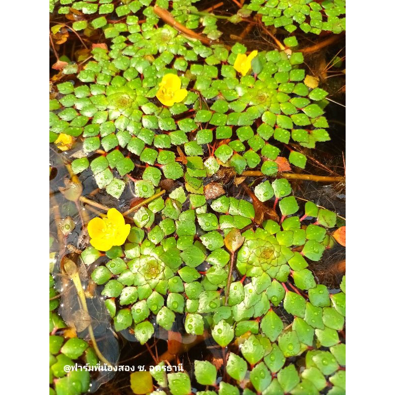 กระจับแก้ว หรือ กระจับญี่ปุ่น พืชน้ำหายาก พืชน้ำประดับอ่างปลา - รูปที่ 5