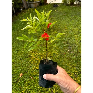 ต้นทองอุไร (สีส้ม สีเหลือง สีชมพู และมิกกี้เม้าส์)คะ Patsorntree