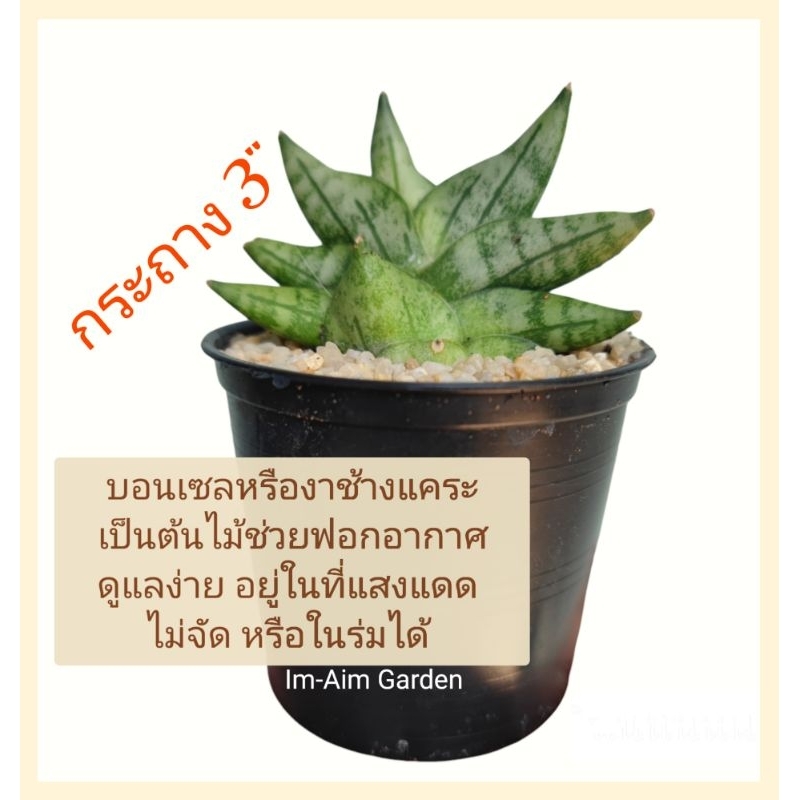 งาช้าง บอลเซลแคระ กระถาง3นิ้ว
