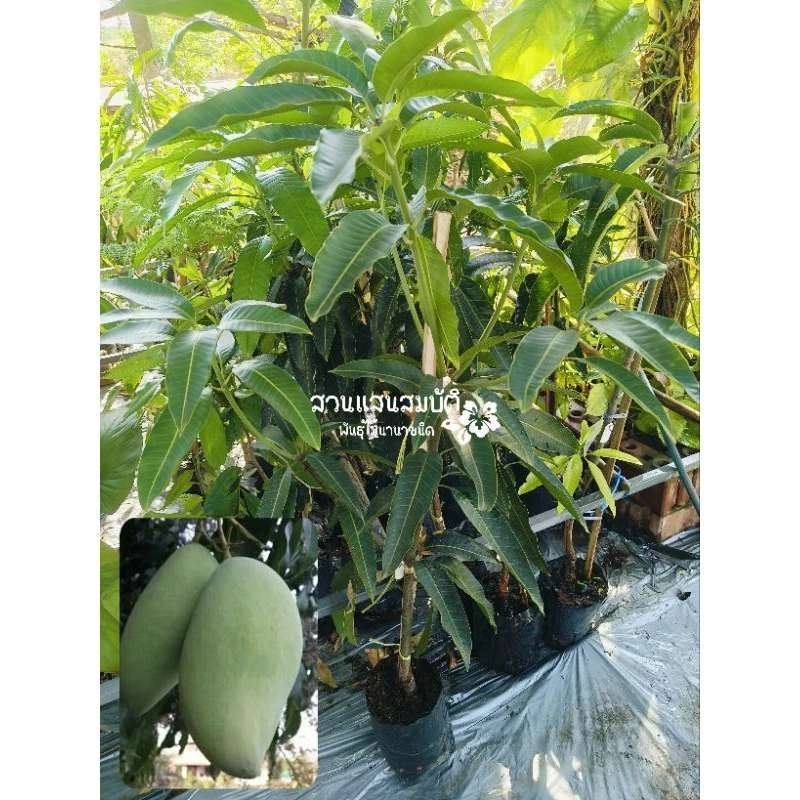 ต้นมะม่วงน้ำดอกไม้มัน ขนาดต้นสูง 80-150 เซนติเมตร รูปที่ 3