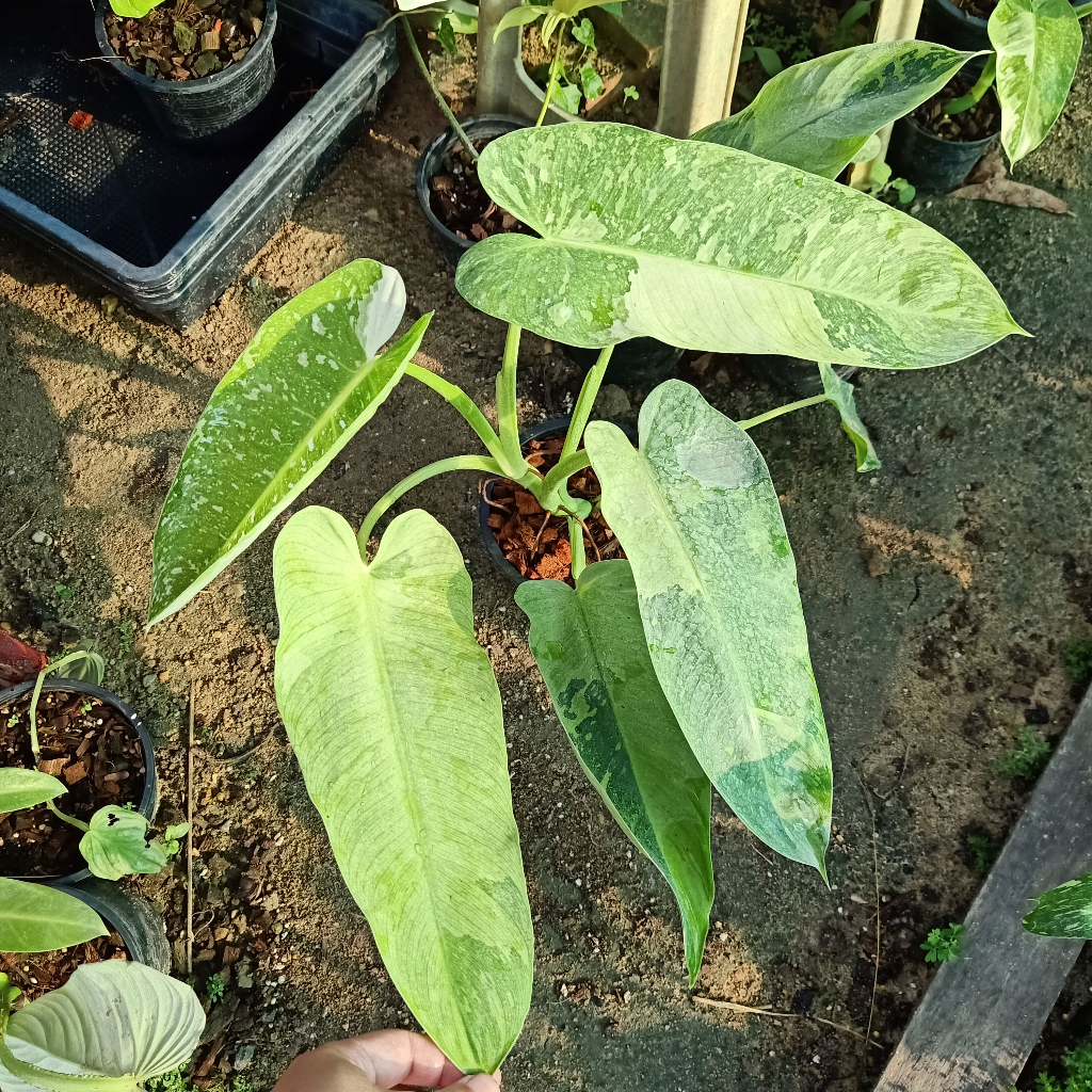 ❤️ (19/4/67) Philodendron Jose Buno 🌱 ฟิโลเดนดรอนโจสบลูโน่ ด่างสวยๆ 🌱 ไม้ด่าง ไม้ฟอกอากาศ 🌱 [PJB]