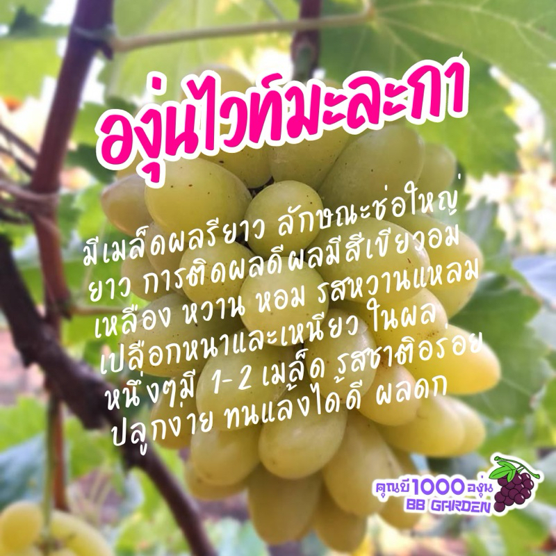 ต้นองุ่นไวท์มะละกา กิ่งพันธุ์องุ่นแบบติดตาหรือเสียบยอด