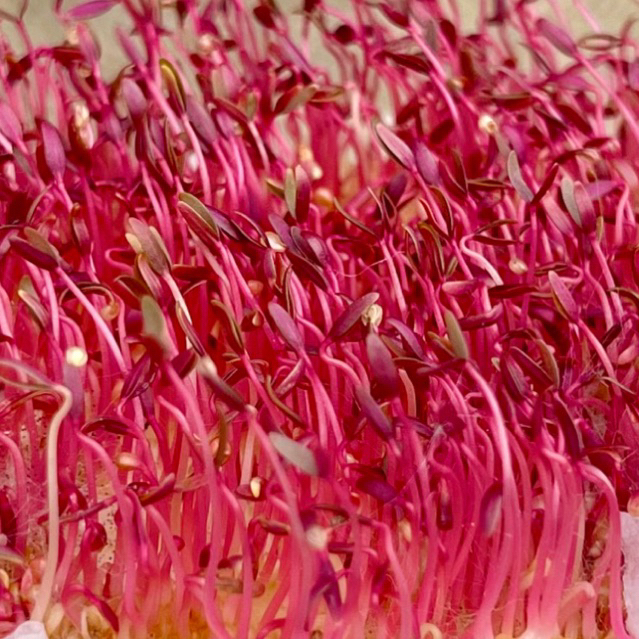 เมล็ดผักโขมแดงไมโครกรีน ของแท้นำเข้าจากเมกาจะได้สีแดงที่สวย สีสด อัตราการงอก 99%(100กรัม)