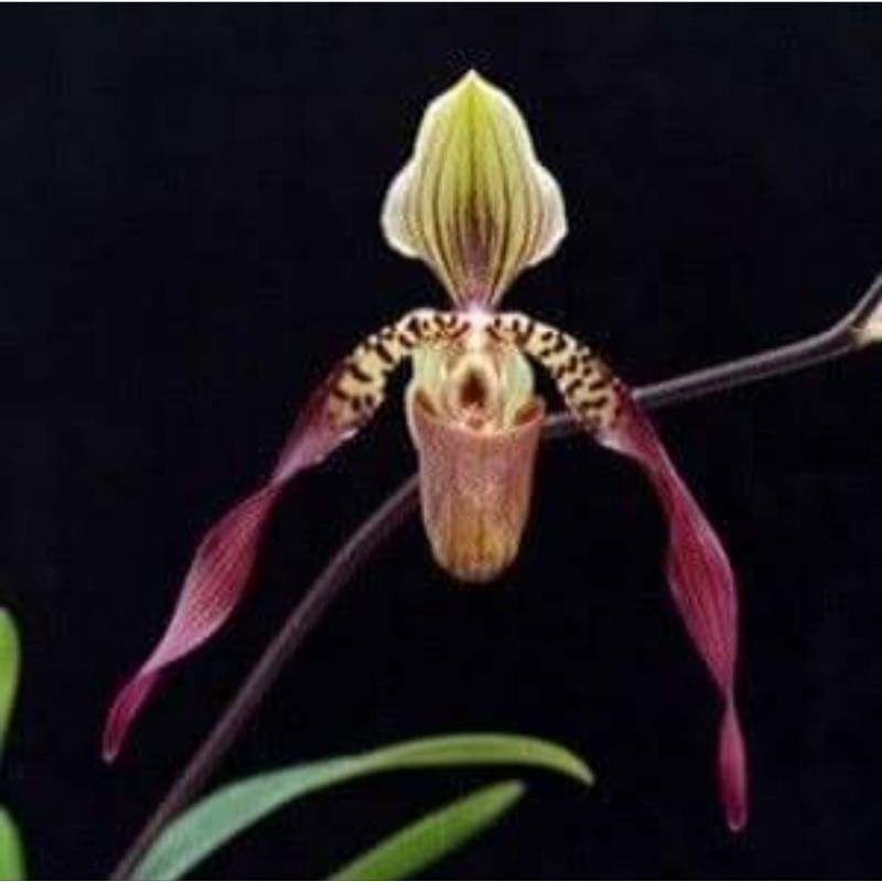 Paph.philippinense × Paph.lowii ต้นเล็ก