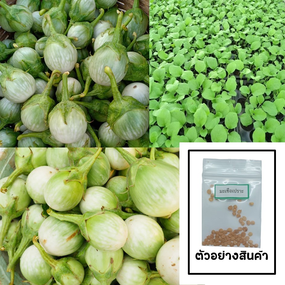 เมล็ดมะเขือเปราะ 60 เมล็ด 🌱 ซื้อ 10 แถม 2 คละได้ 💥 เลือกของแถมได้ คิดถึงเมล็ดผัก คิดถึง skinsun
