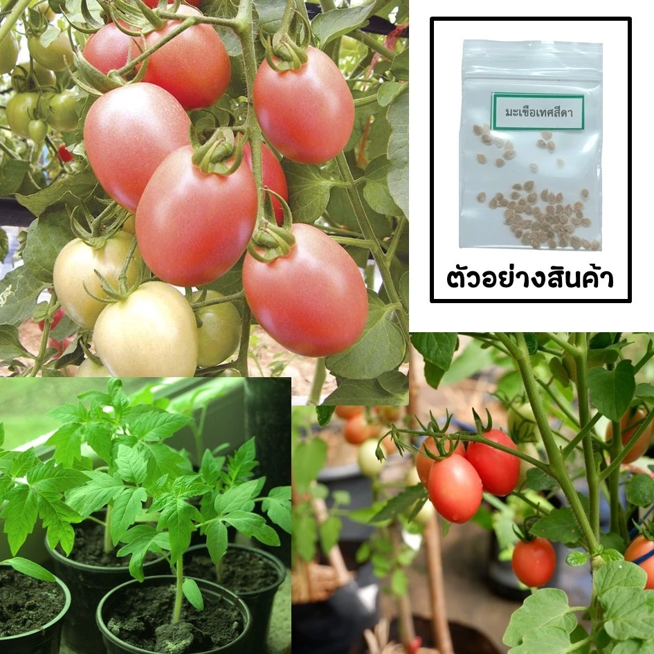 เมล็ดมะเขือเทศสีดา 50 เมล็ด🌱 ซื้อ 10 แถม 2 คละได้ 💥 เลือกของแถมได้ คิดถึงเมล็ดผัก คิดถึง skinsun