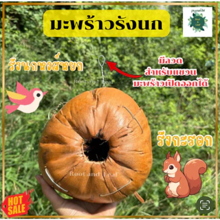 มะพร้าวรังนก รังนกหงส์หยก รังกระรอก มะพร้าวรังกระรอก ปลอดภัยสำหรับสัตว์เลี้ยงเพราะทำจากธรรมชาติ