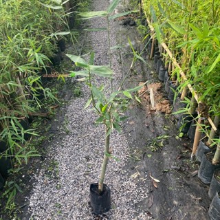 ไผ่ ต้นไผ่ พันธุ์ ไผ่บงหวานเพชรน้ำผึ้ง เบอร์ 9 (รับประกัน ส่…