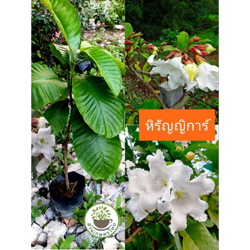 ต้นหิรัญญิการ์ ไม้เลื้อย ดอกสีขาว