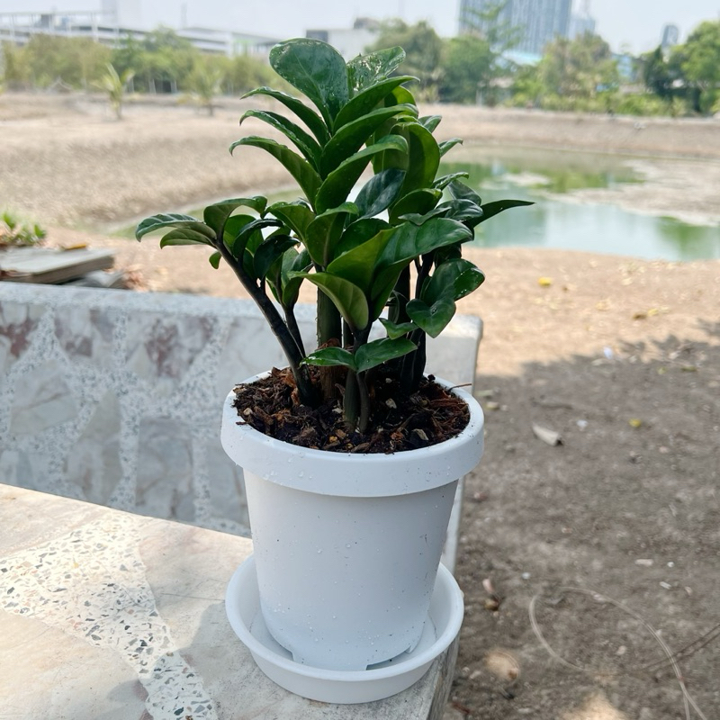 (ส่งฟรี) กวักมรกตแคระ ฮอลแลนด์