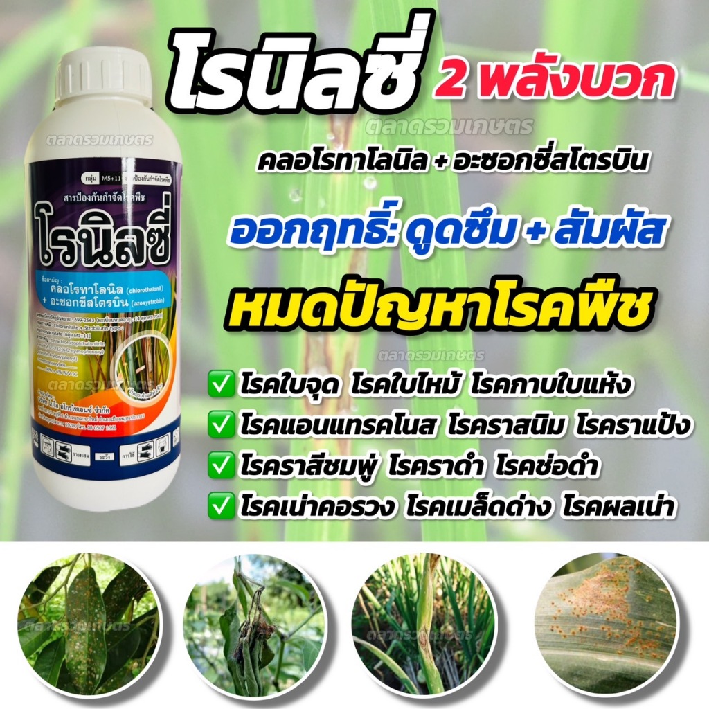 คลอโรทาโลนิล + อะซอกซีสโตรบิน โรนิลซี่ สารป้องกันและกำจัดโรคเชื้อราพืชทุกชนิด ใบจุด ผลเน่า ใบไหม้ ไฟท็อปเทอร่า แอนแทคโนส