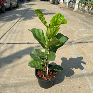 ต้นไทรใบสัก ฟอร์มสวย กระถาง 10 นิ้ว