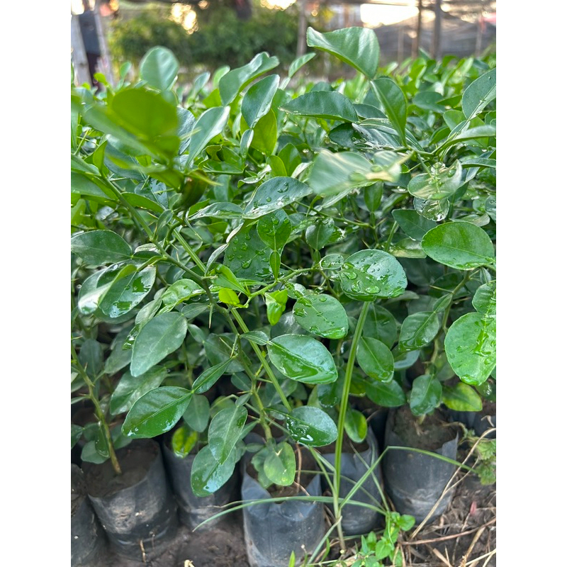 ต้นมะกรูด เพาะเมล็ด มะกรูดกินใบ ใบมีน้ำมันหอมระเหย สูง 15 cm ขึ้นไป
