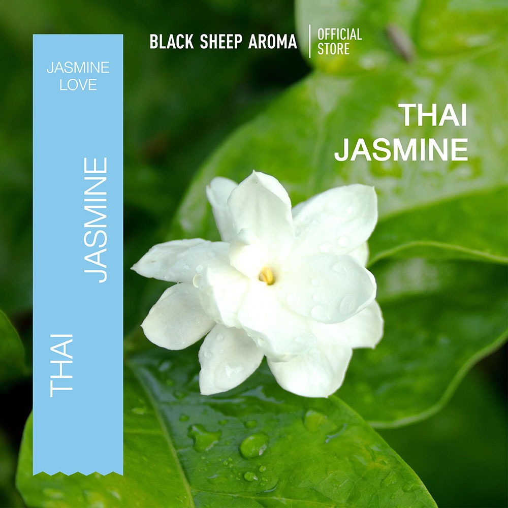 BLACK SHEEP AROMA ก้านไม้หอมปรับอากาศขนาด 120 ml. กลิ่น Jasmine Love กลิ่นดอกมะลิไทยแท้พวงมาลัยมะลิ