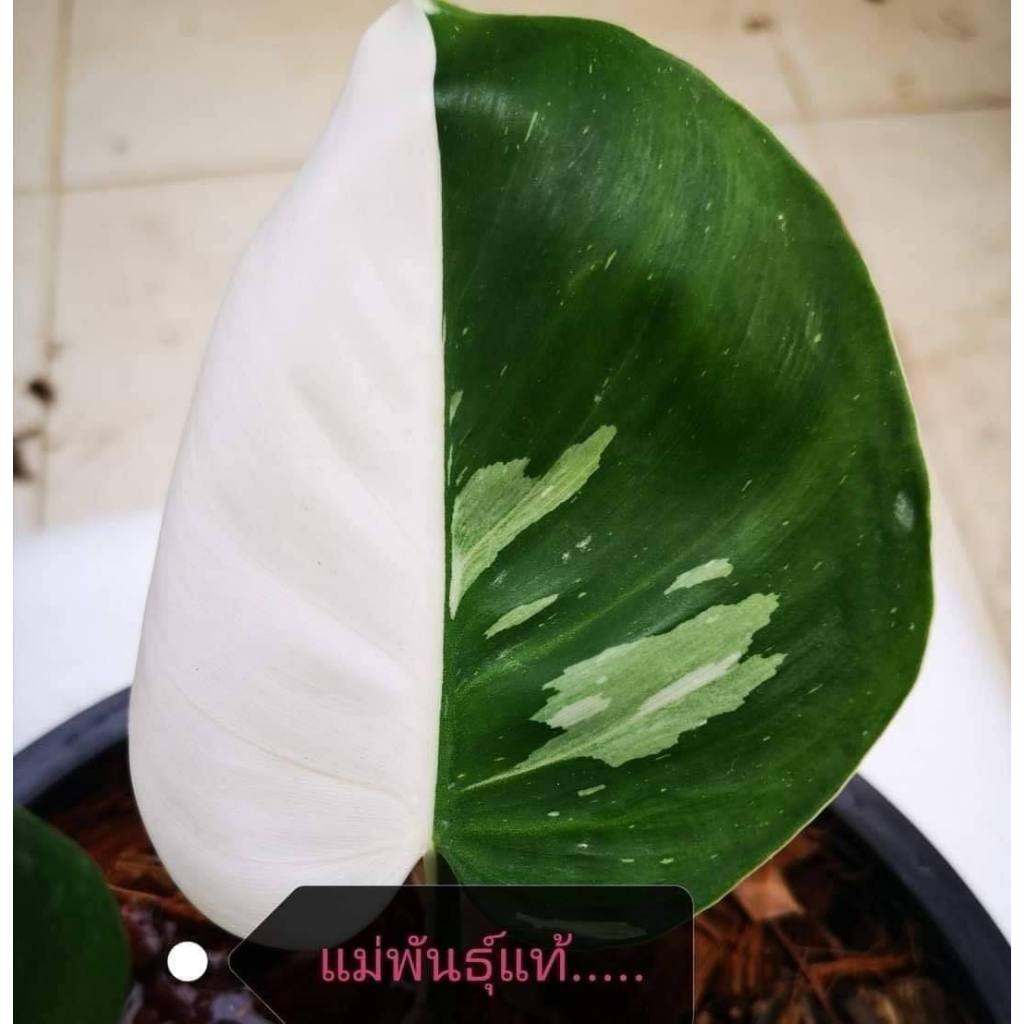 Philodendron white wizard green