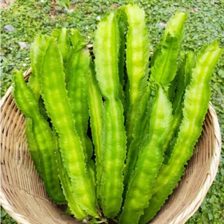 ถั่วพูยักษ์เขียว📌ถูกที่สุด9 บ.📌เมล็ดพันธุ์ถั่วพู2-12เมล็ด☘️ปลูกง่ายขึ้นไว🌱กินอร่อย🌱ฝักยาว 50 เซนติเมตร