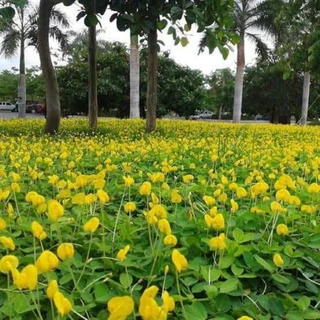 เมล็ดพันธุ์ถั่วบราซิล🤟 บรรจุ 1000เมล็ด ไม้ดอกไม้ประดับ จัดสวน พืชคลุมดิน บำรุงดิน ตกแต่งระเบียงตกแต่งสวน สนามหญ้า
