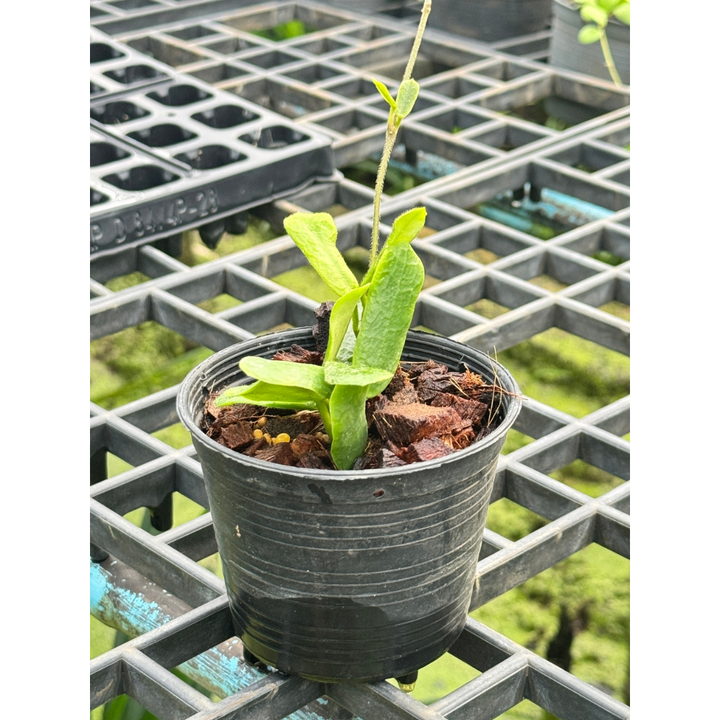 มุมมอง 4