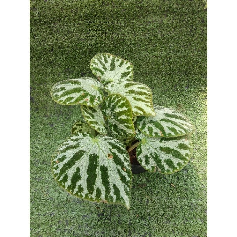 ต้นบีโกเนียSilver jewel [Begonia Silver jewel] ไม้ในกระถาง3"