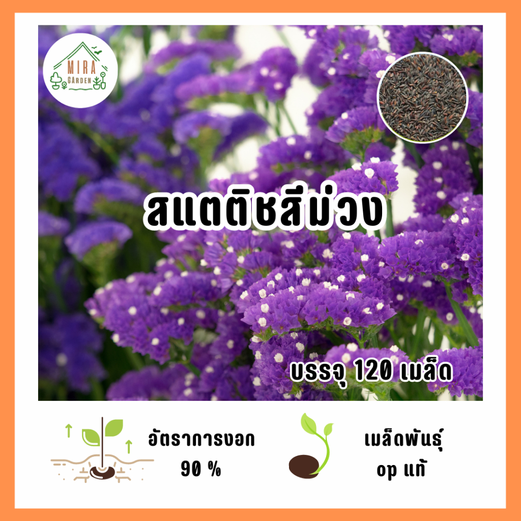 เมล็ดพันธุ์ดอกสแตติช สีม่วง บรรจุ 120 เมล็ด