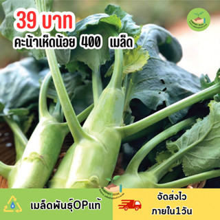 เมล็ดพันธุ์คะน้าเห็ดหอม 400 เมล็ด