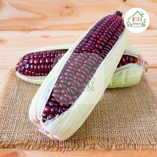 เมล็ดพันธุ์ข้าวโพดสีม่วง บรรจุ 30 เมล็ด