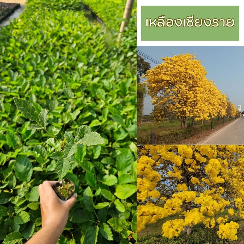 ต้นเหลืองเชียงราย ออกดอกสีเหลืองทั้งต้น 🌼เสียหายจากขนส่งเคลมฟรี