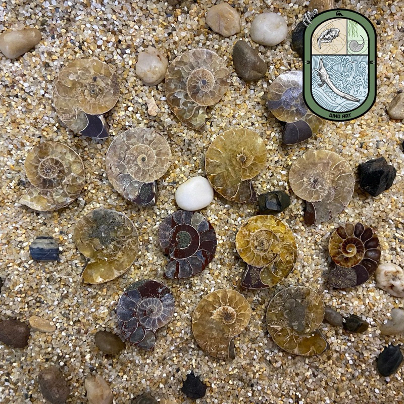 ฟอสซิลแอมโมไนต์ (Ammonite fossil) (2.5 CM. +) ฟรีกรอบตั้งโชว์