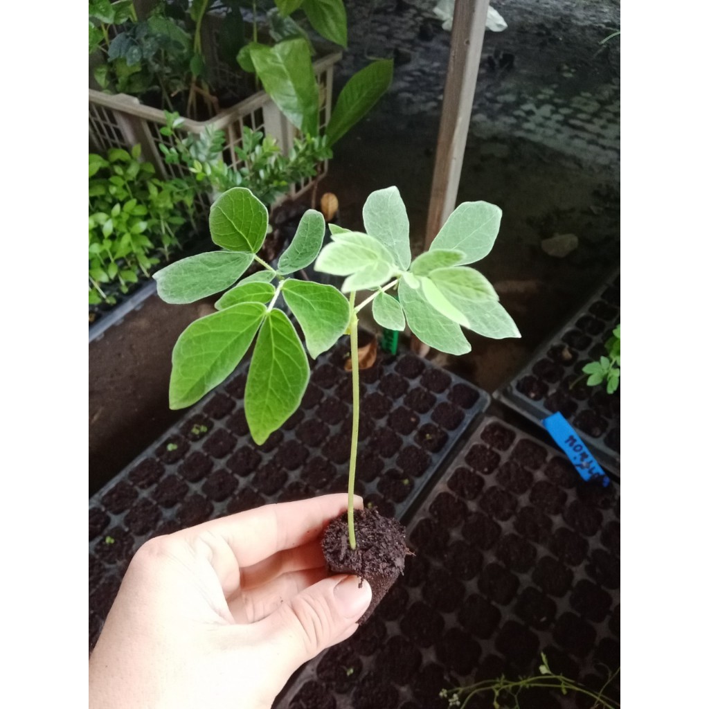 ต้นกล้า จามจุรี  ก้ามปู  ฉำฉา จามจุรีแดง ต้นละ 10บาท ซื้อ 10ต้นแถม 2ต้น Cow tamarind